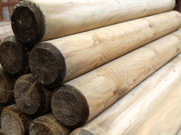 Palisade Kiefer KDI grün